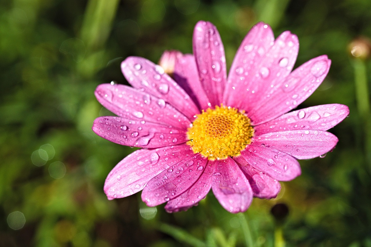 Marguerite Daisy Pink Flower Free photo on Pixabay Pixabay