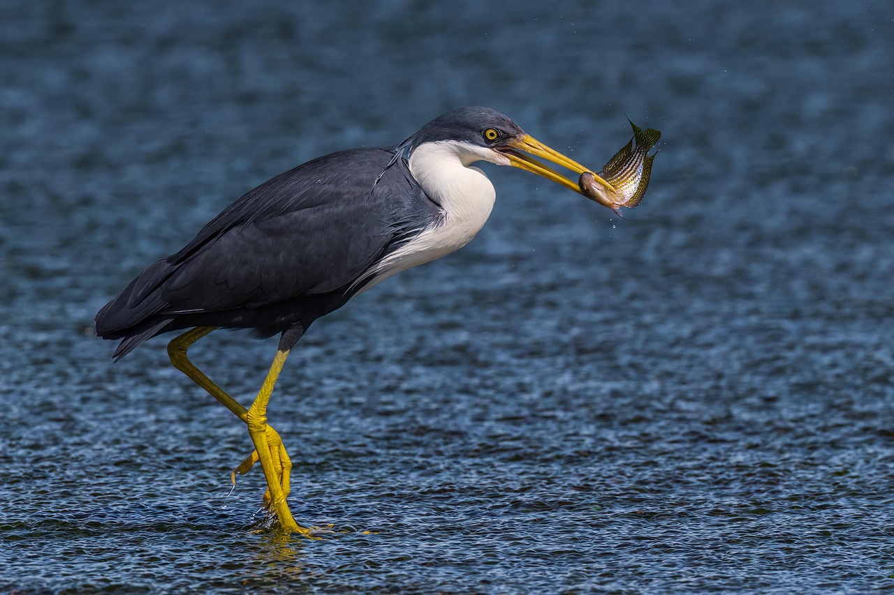 Heron Fish River - Free photo on Pixabay - Pixabay