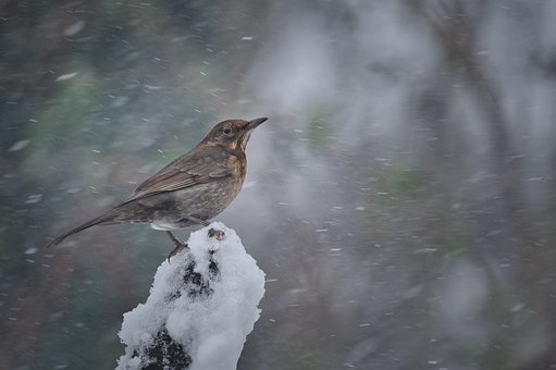 Free Ai Generated Winter photo and picture