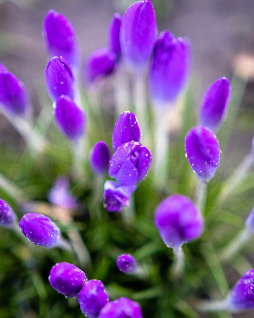 Krokus, De Lente, Purper, Bloem, Natuur
