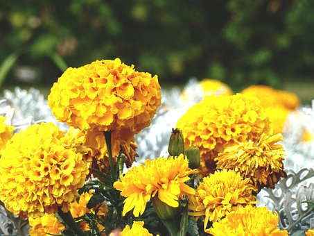 Free Flowers Nature photo and picture