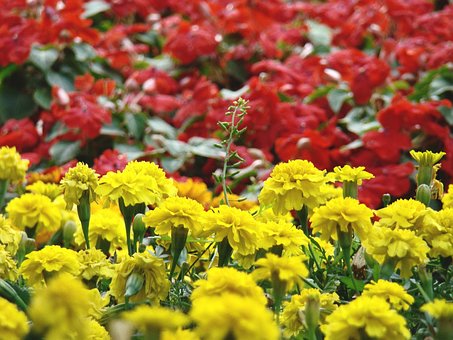 Free Flowers Nature photo and picture