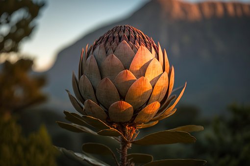 Ai Generado, Protea Rey, Flor, Bloom