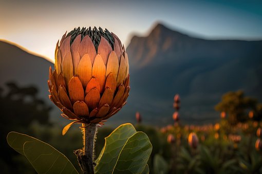 Ai Generado, Protea Rey, Flor, Bloom