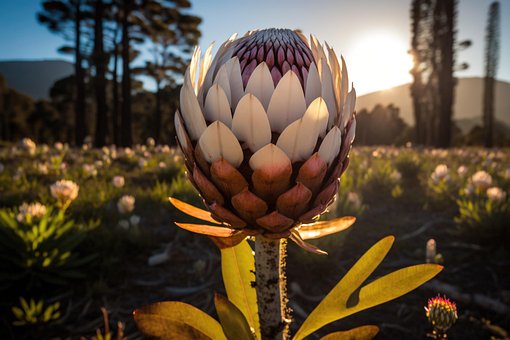 Ai Generado, Protea Rey, Flor, Bloom