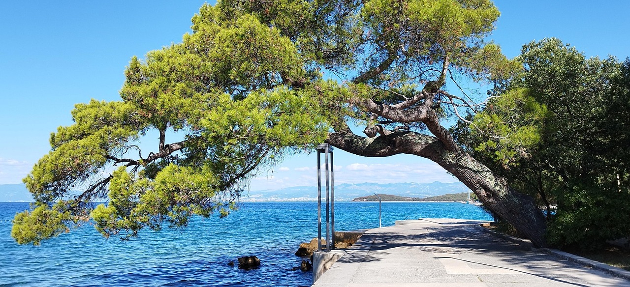 Tree Sea Ocean Free Photo On Pixabay