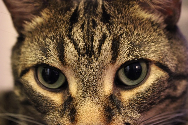 Yeux Verts Cat - Photo gratuite sur Pixabay - Pixabay