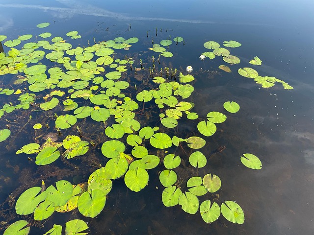 Teich Seerosen Natur Kostenloses Foto auf Pixabay Pixabay