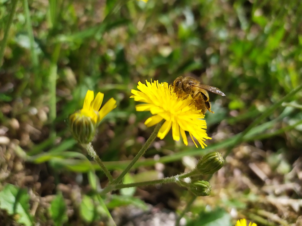 Bee Insect Bestuiving - Gratis foto op Pixabay - Pixabay