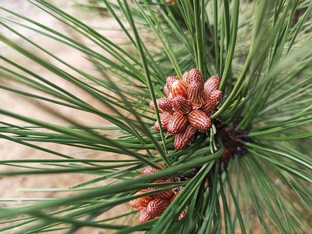 Forest, Pine, Natuur, De Lente