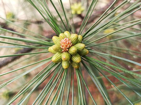 Forest, Pine, Natuur, De Lente