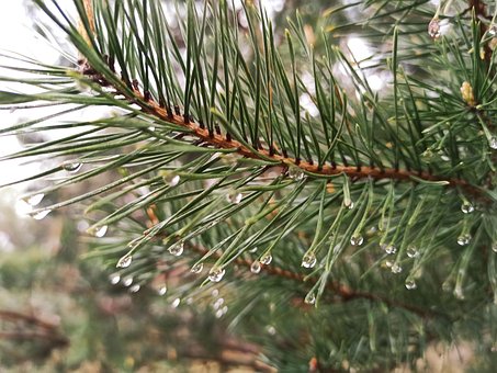 Forest, Regen, Dennennaalden