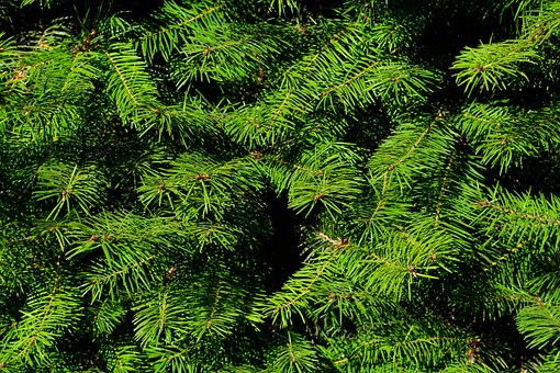 Abeto, Árboles, Plantas, Naturaleza