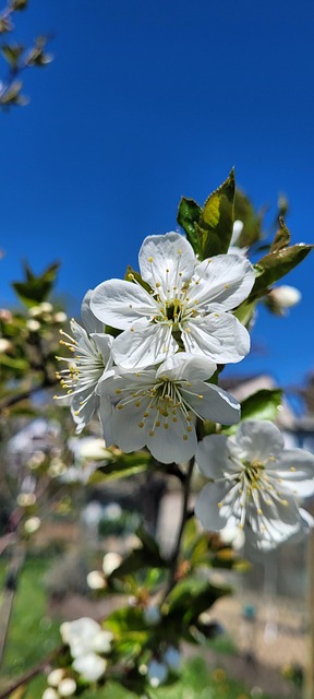 Free Apple Blossom Spring photo and picture