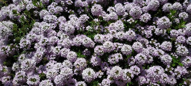 Free Thyme Herbs photo and picture