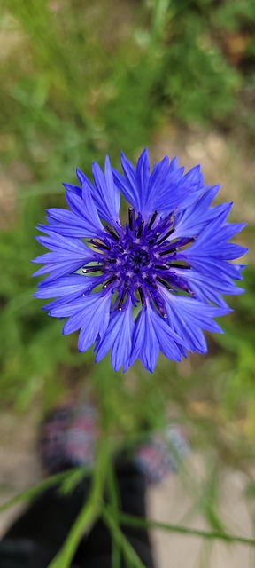 Free Cornflower Wildflowers photo and picture