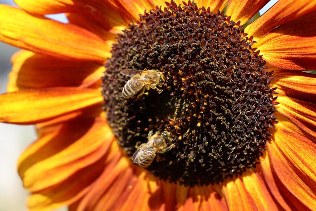 Free Sunflower Bees photo and picture