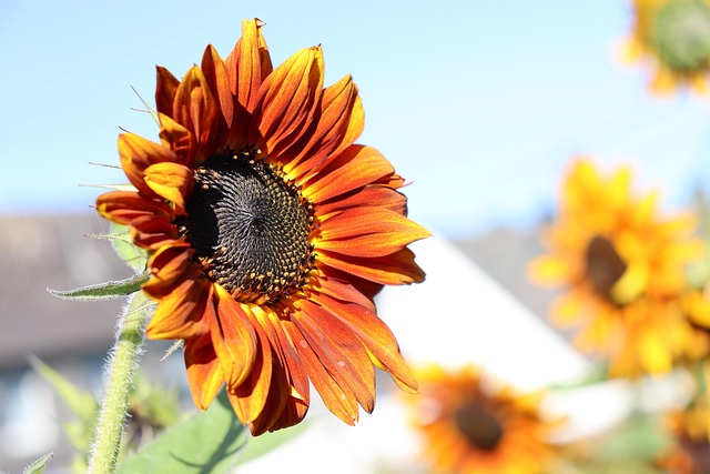Free Sunflower Happy photo and picture