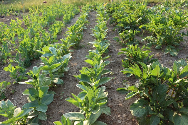 Free Broad Bean Vicia Faba photo and picture