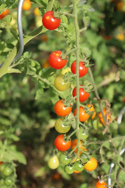 Free Tomatoes Cherry Tomatoes photo and picture