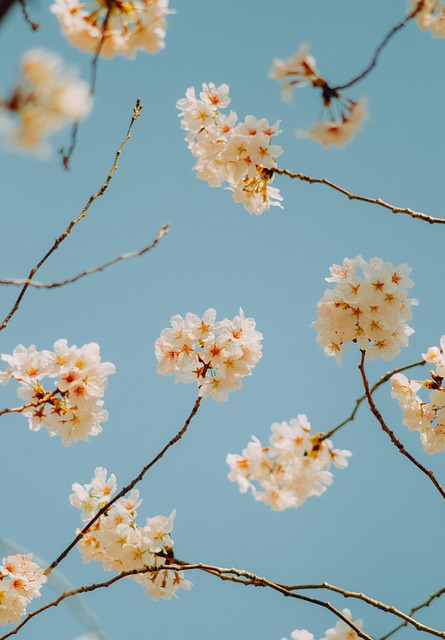 Free Flowers Sakura photo and picture
