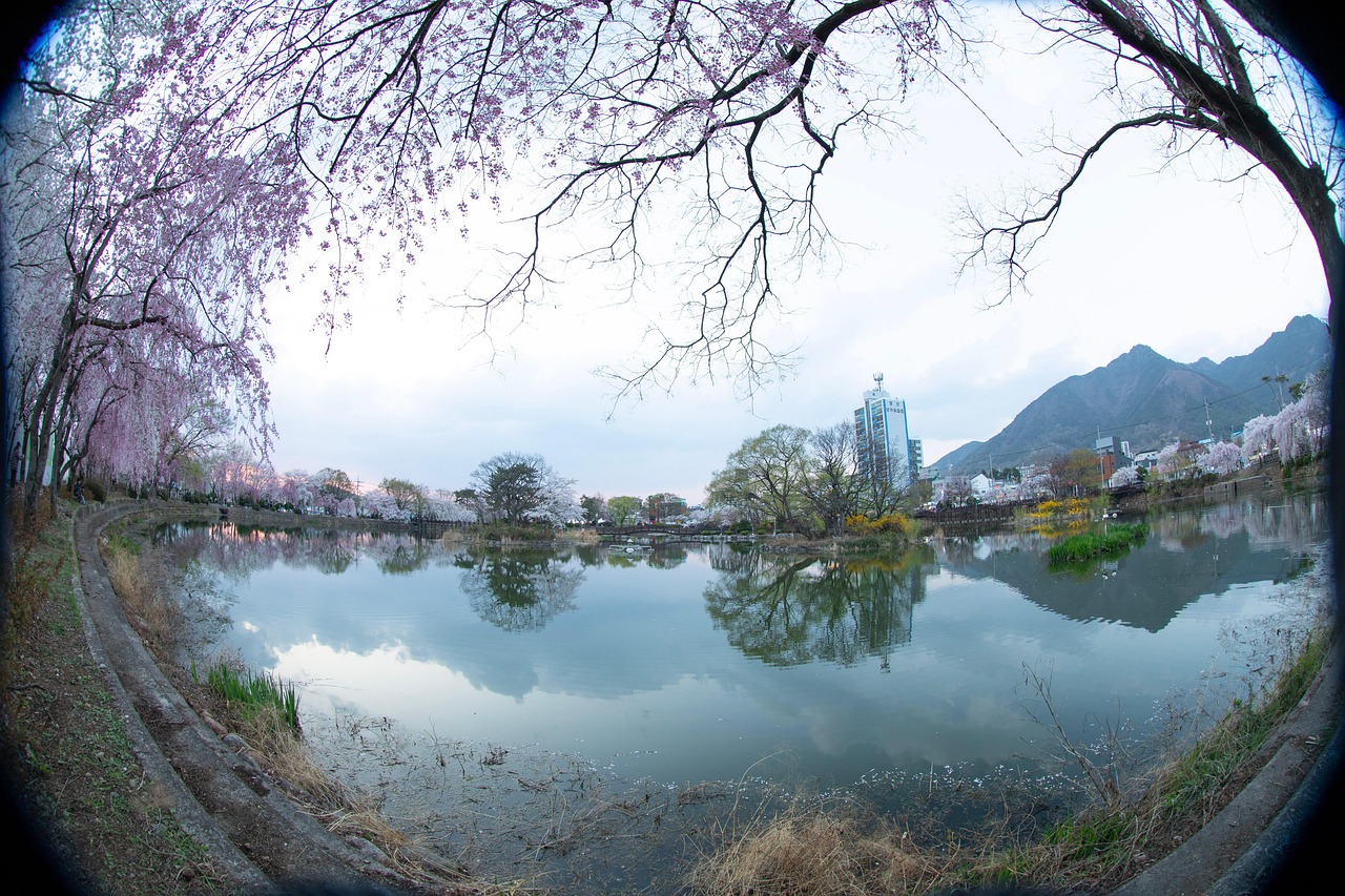 景观 树 大自然 - Pixabay上的免费照片 - Pixabay