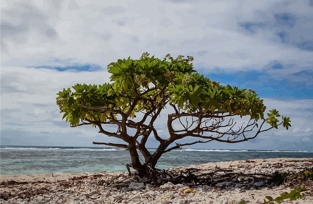 Free tree lone tree beach vector