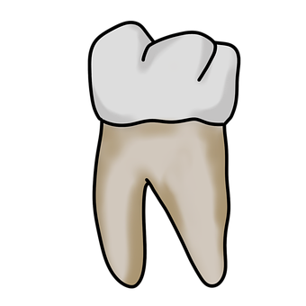 Diente, Dental, Dentista, Odontología
