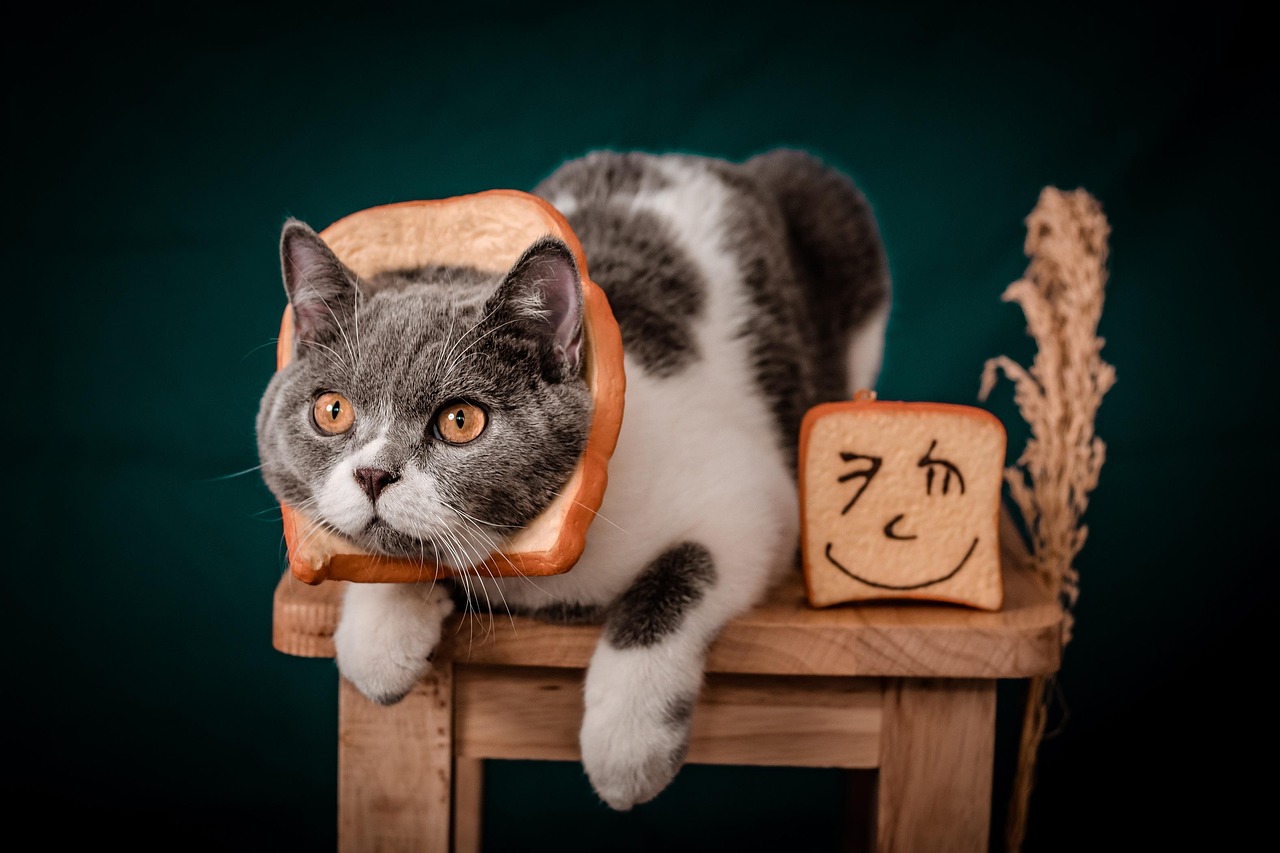 猫 动物 拍照片 - Pixabay上的免费照片 - Pixabay