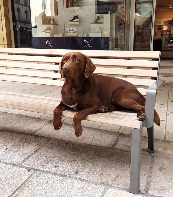Free Animal Dog photo and picture