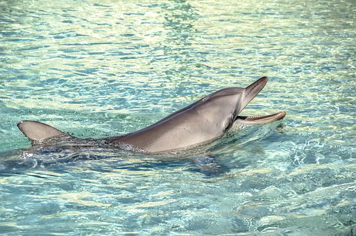 Free Dolphin Sea photo and picture