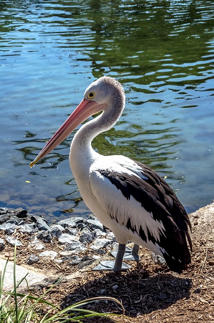Free Pelican Bird photo and picture
