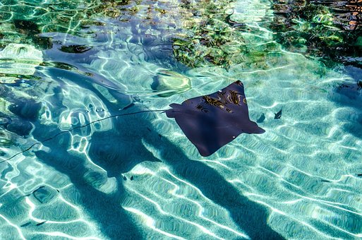 Free Stingray Clear photo and picture