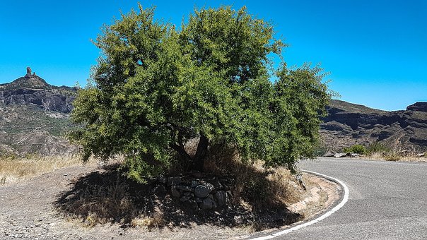 Gran Canaria, Rejse, Plante, Natur