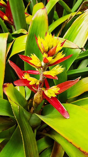 Zoologiske Have, Tenerife, Blume, Blomst