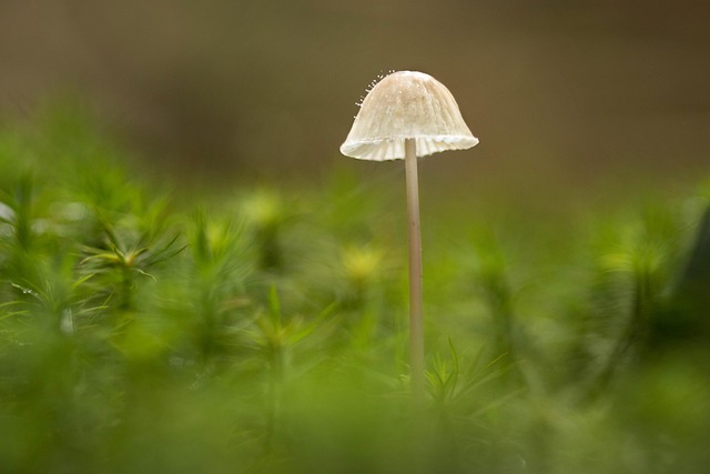 Cogumelo, Natureza, Floresta, Musgo