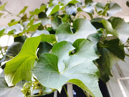 Free Planta Enredadera photo and picture