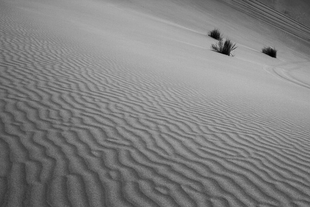 Free Grass Nature photo and picture