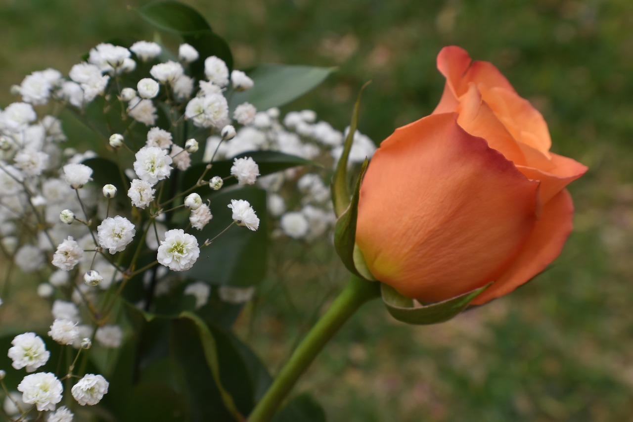 Flower - free online jigsaw puzzle photo