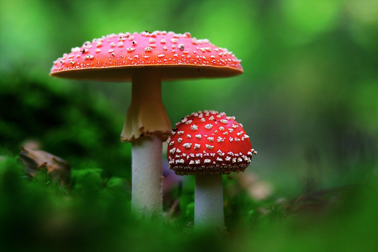 Fly Agaric Mushrooms Nature - Free photo on Pixabay