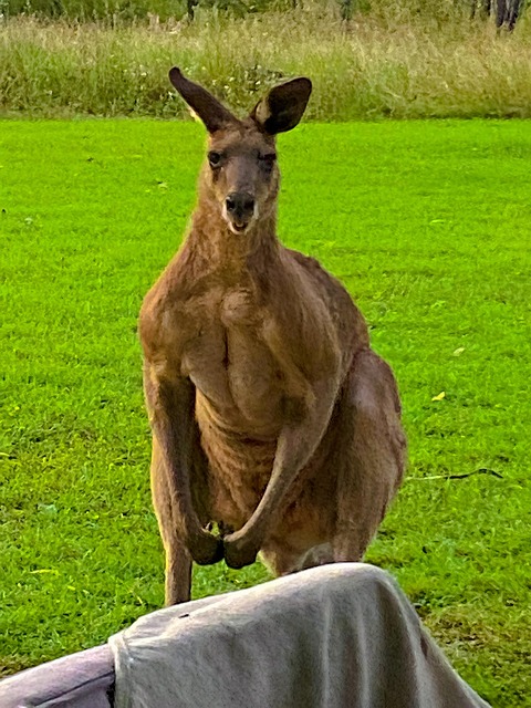 Canguro, Nativo, Australia, Outback