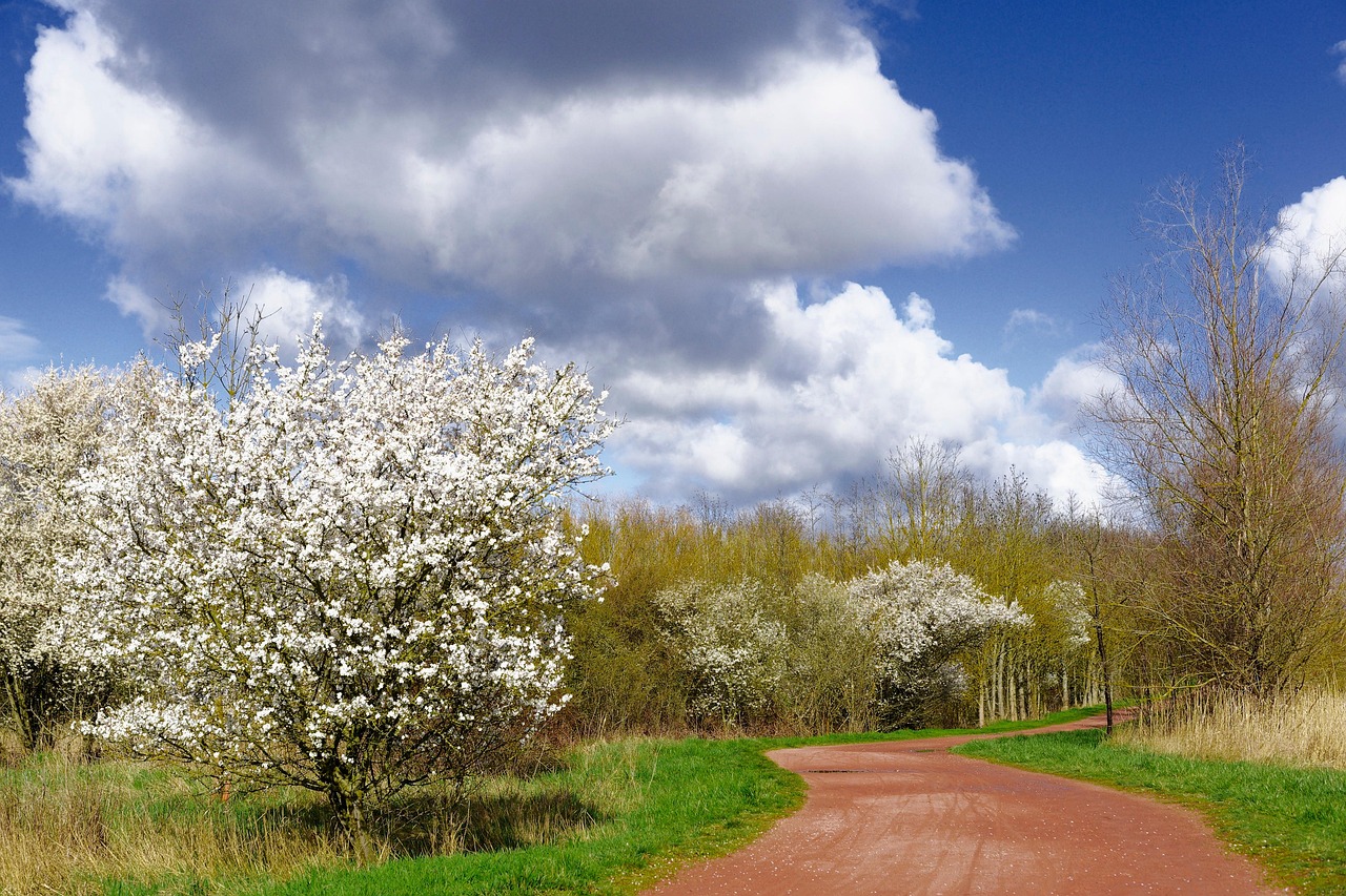 La Nature Forêt Lisière De - Photo gratuite sur Pixabay - Pixabay