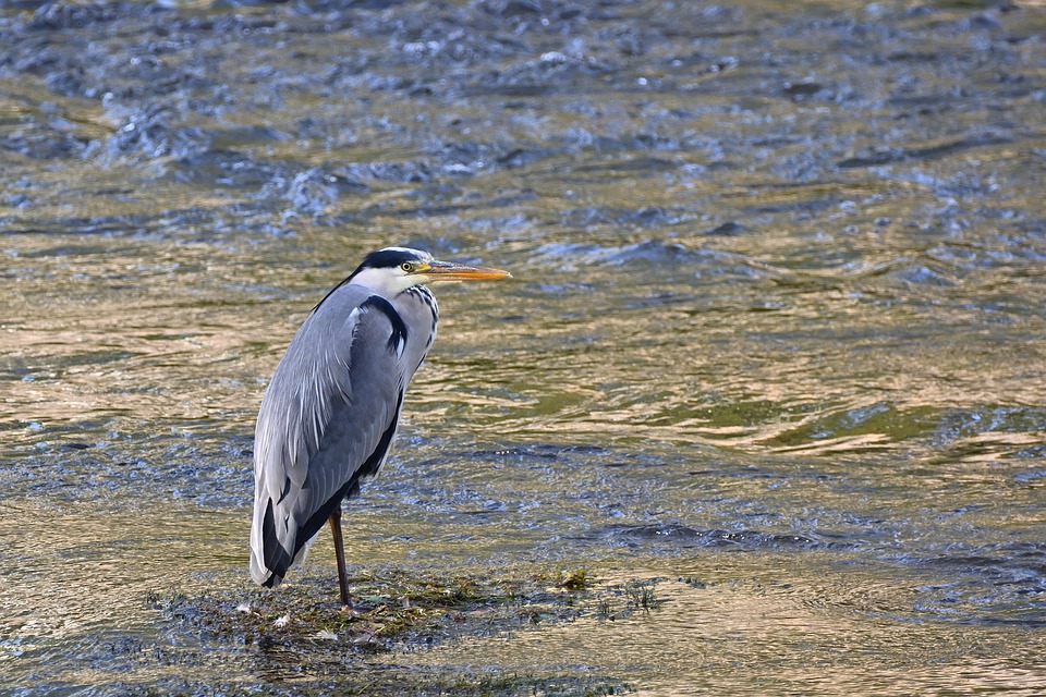 灰色のサギ 鳥 サギ - Pixabayの無料写真 - Pixabay