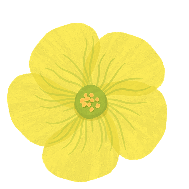 Download Yellow Flower Buttercup Flower Royalty Free Stock download-yellow-flower-buttercup-flower-royalty-free-stock