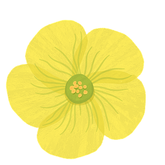 Gul Blomst, Smørblomst, Blomst