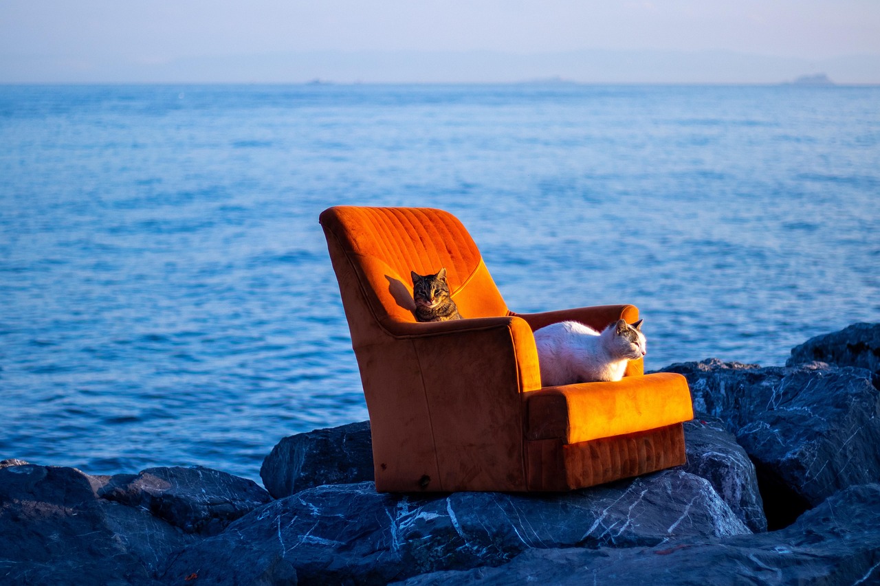 Free Cat Armchair photo and picture