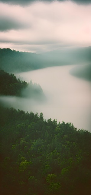 Free Drone Shot Trees illustration and picture