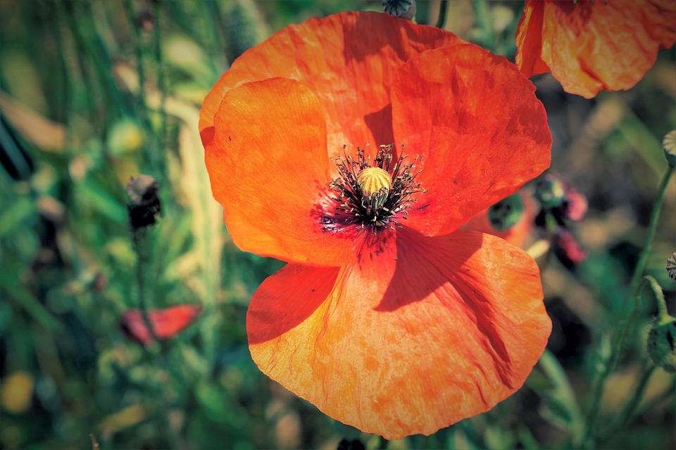 Poppy Flower Nature - Free photo on Pixabay