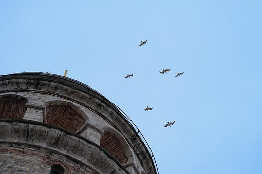 Free Birds Galata Tower photo and picture