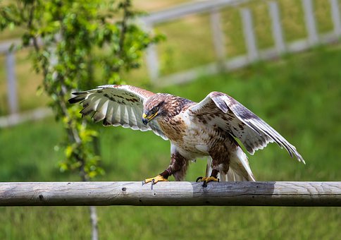 Free Bird Eagle photo and picture